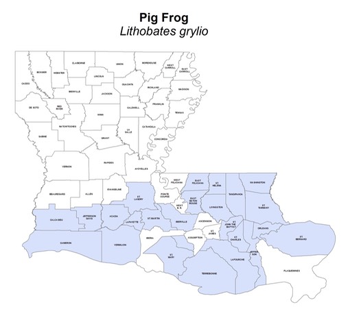 Pig_Frog