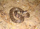 Plain-bellied Watersnake 1.jpg