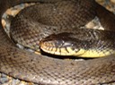 Plain-bellied Watersnake 2.jpg
