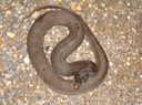 Plain-bellied Watersnake 3.jpg