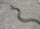 Plain-bellied Watersnake St. Bernard Parish.jpg