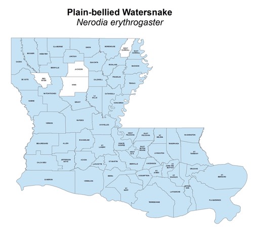 Plain-bellied_Watersnake
