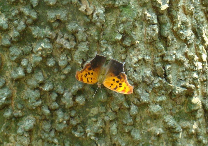 Question Mark - Polygonia interrogationis (5)