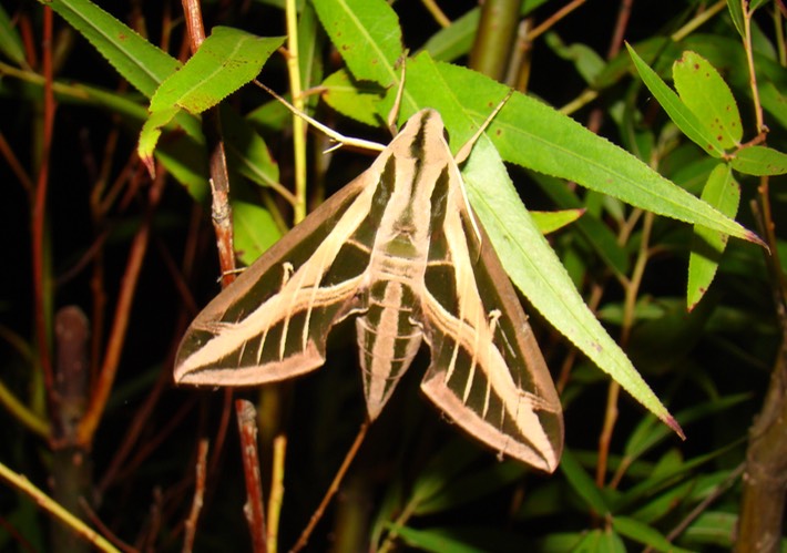 Random H9 Pics 2010 250 Coldwater