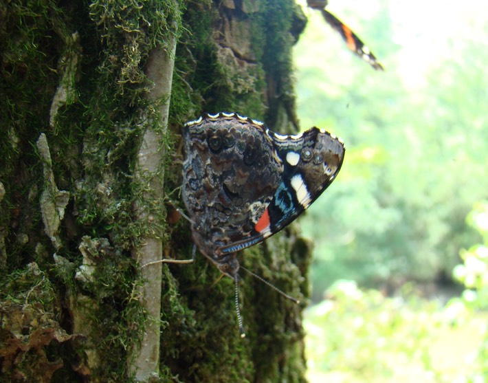 Red Admiral - Vanessa atalanta (5)