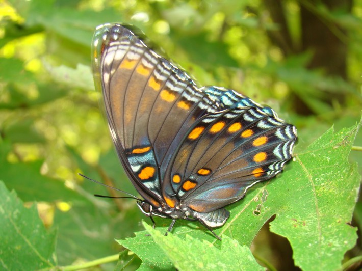 Red-spotted Purple - Limenitis arthemis astyanax (9)