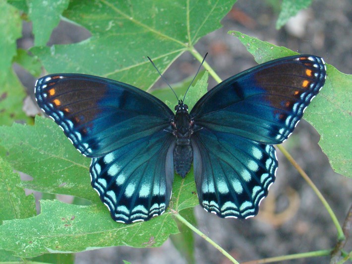 Red-spotted Purple - Limenitis arthemis astyanax (7)