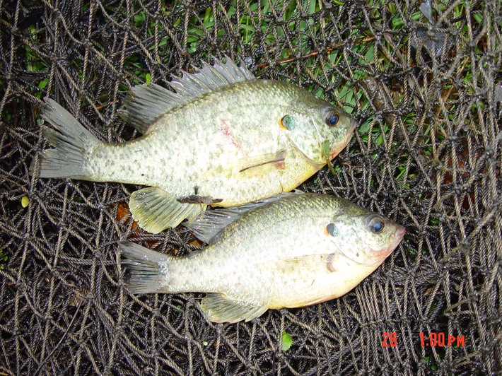 Redoubt Brannon 06 (15)