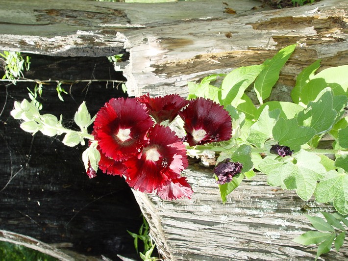 Reelfoot Herps 2 (63)