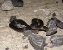 Ring-necked Snake 1.jpg