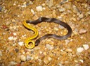 Ring-necked Snake 2.jpg