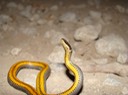 Ring-necked Snake 3.jpg