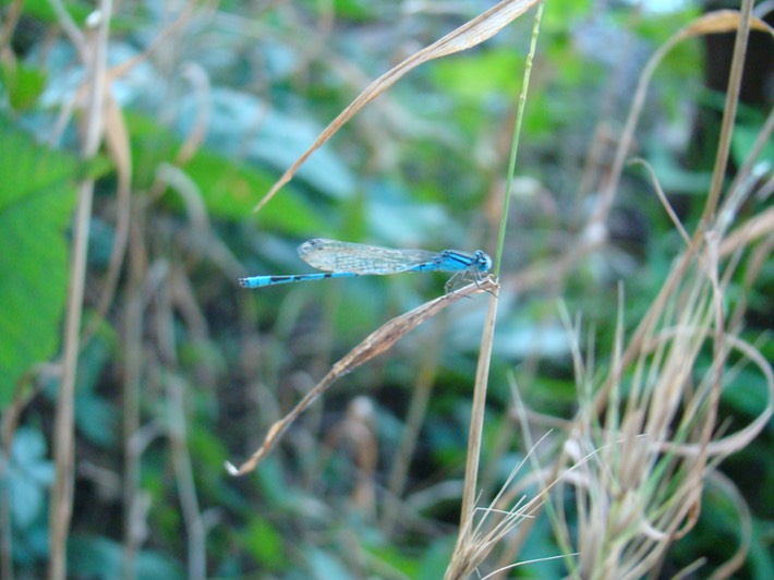 Robert Delaney CA (2)