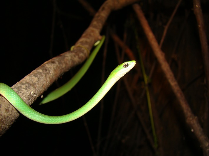 Rough Greensnake 2.JPG