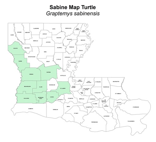 Sabine Map Turtle