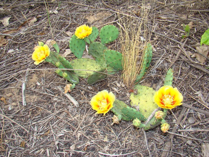 SAND PRAIRIE (4)