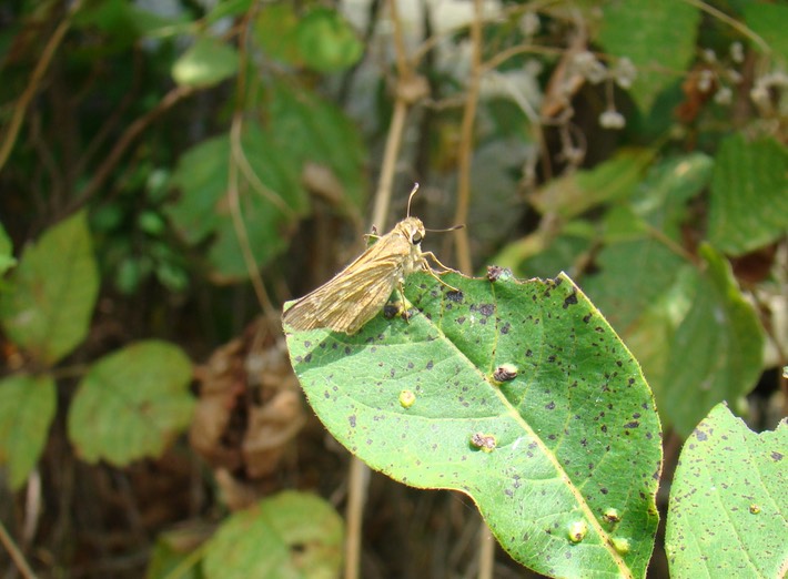 Skipper (1)