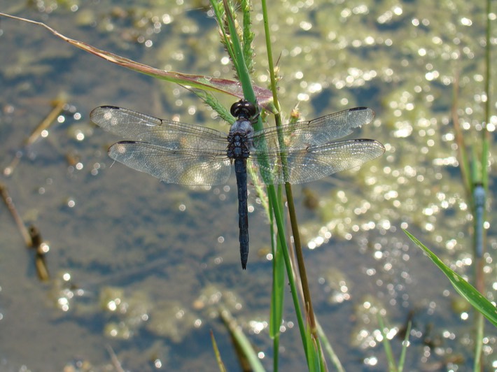 Slaty Skimmer - Libellula incesta (1)