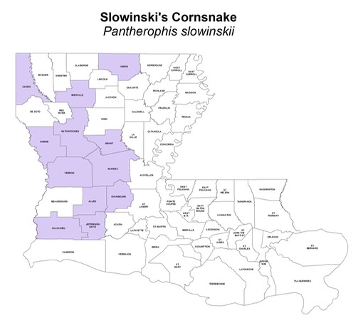 Slowinski's Cornsnake