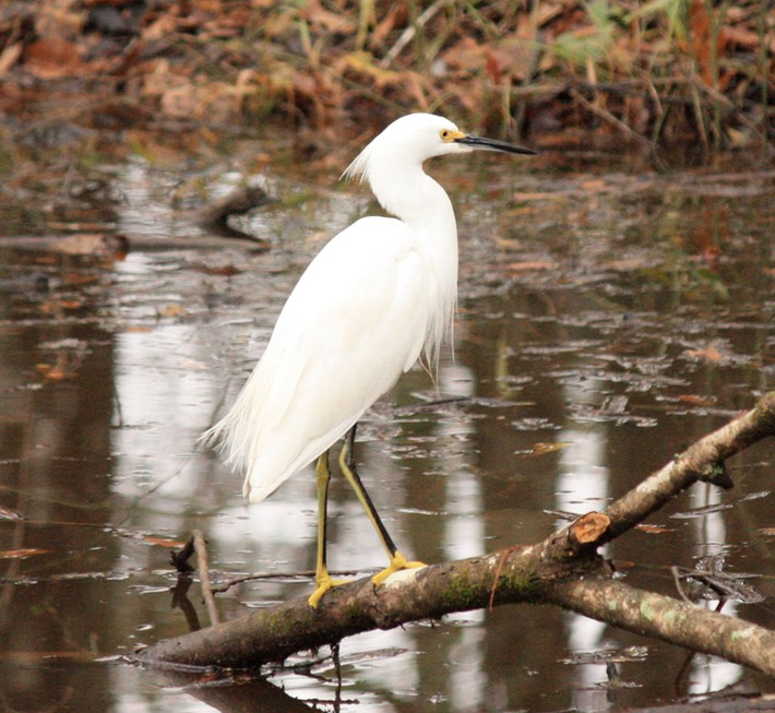 Snowy Egret (2)