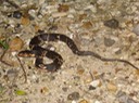 Southern Watersnake 1.jpg