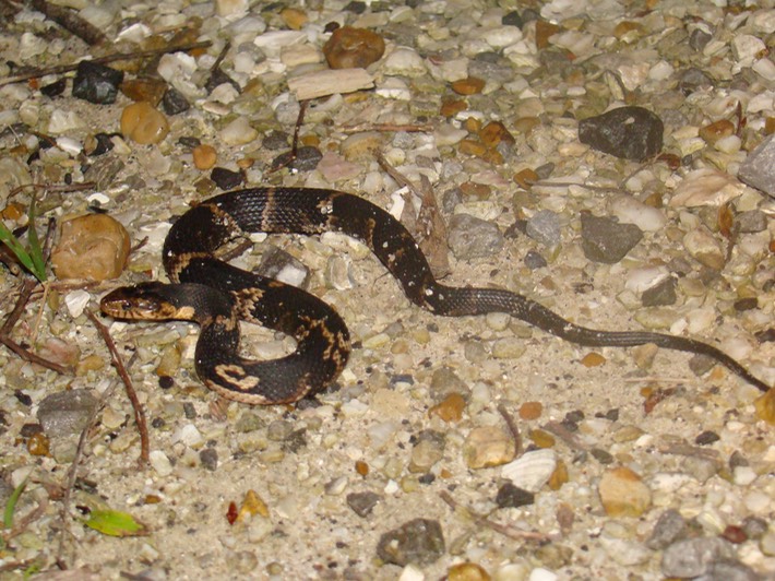 Southern Watersnake 1.jpg