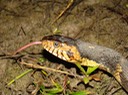 Southern Watersnake 2.jpg