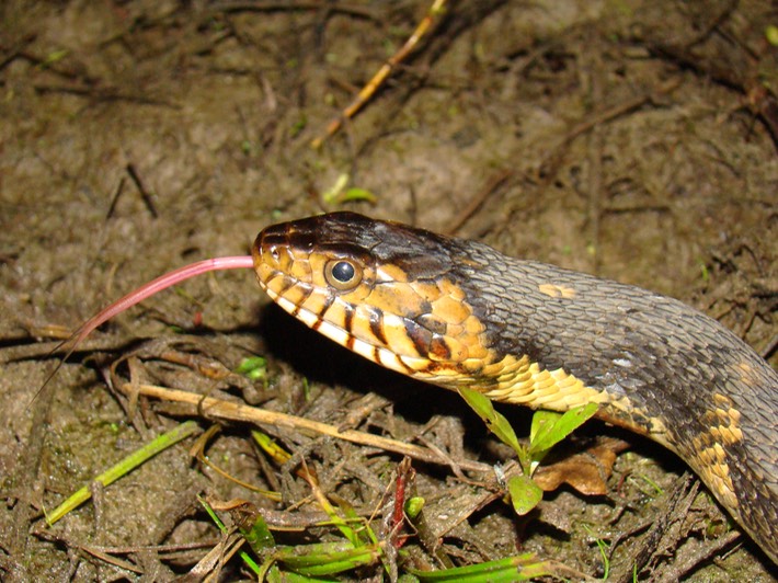 Southern Watersnake 2.jpg