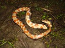 Southern Watersnake 3.jpg