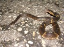 Southern Watersnake Vermilion Parish.jpg