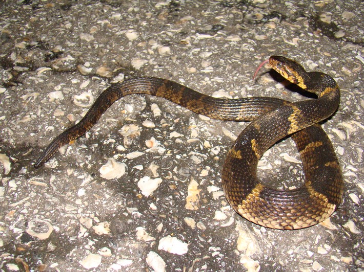 Southern Watersnake Vermilion Parish.jpg