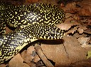 Speckled Kingsnake 2.jpg