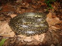 Speckled Kingsnake 3.jpg