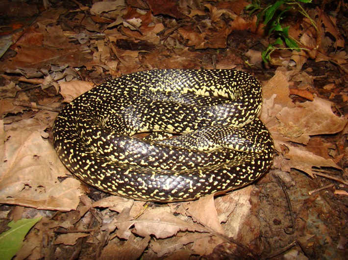 Speckled Kingsnake 3.jpg