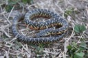Speckled Kingsnake Cameron Parish.JPG