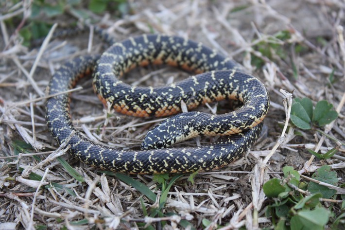 Speckled Kingsnake Cameron Parish.JPG