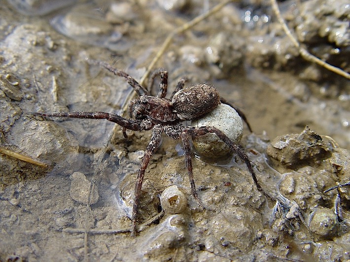 Spider & egg sac 1 Flat Rock