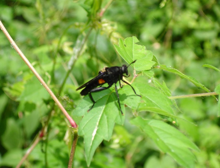 Spider Wasp (1)