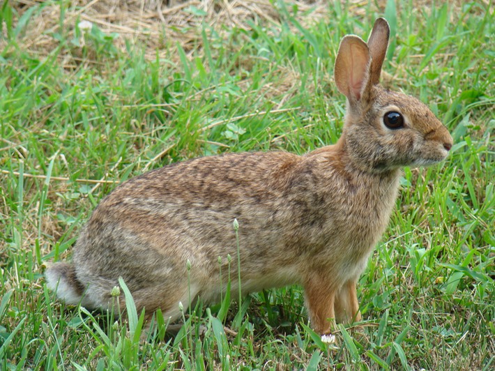 St. Francois State Park 011