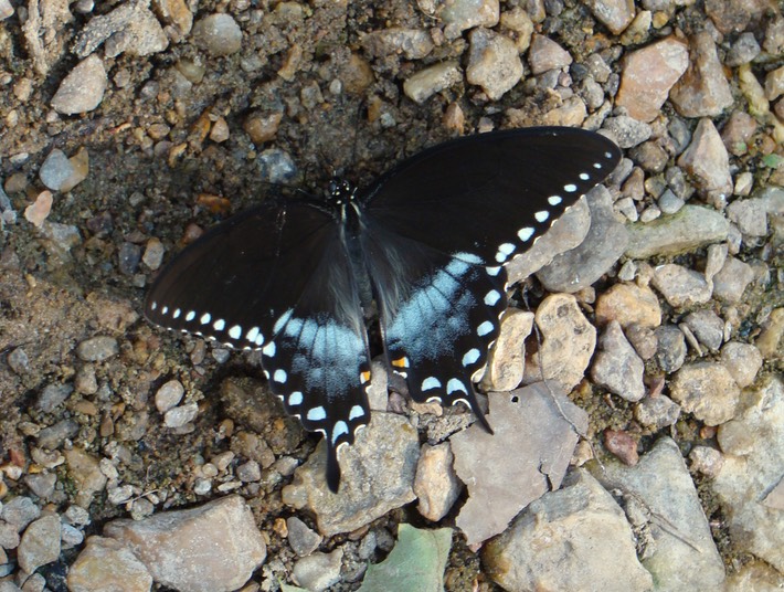 St. Francois State Park 108