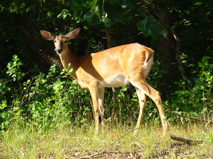 St. Joe State Park, Missouri 041