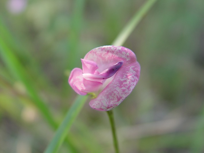 Strophostyles umbellata (Pink Wild Bean) 2