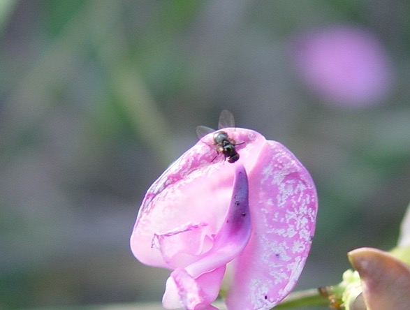 Strophostyles umbellata (Pink Wild Bean) Flat Rock