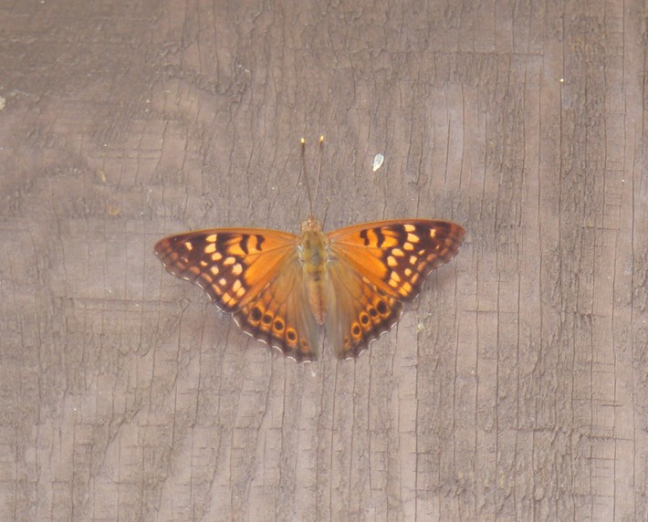 Tawny Emperor - Asterocampa clyton (1)