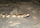 Texas Ratsnake 1.JPG