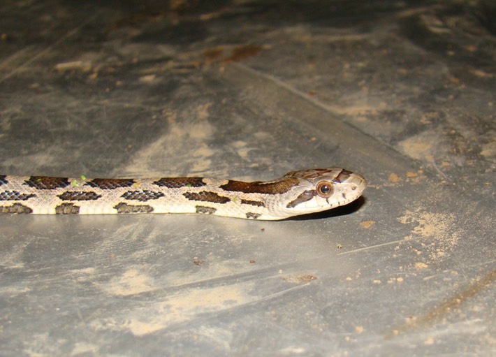 Texas Ratsnake 1.JPG