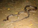 Texas Ratsnake 2.jpg