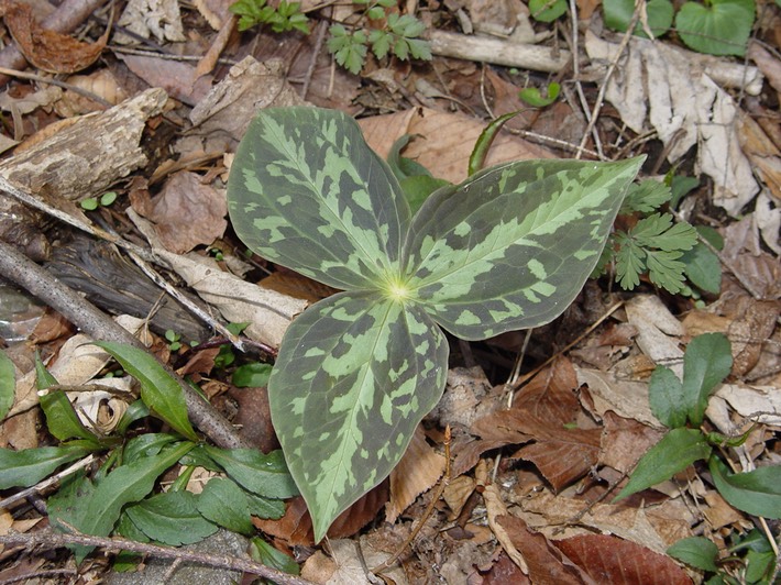 TRIZ VISIT (48) Smokies