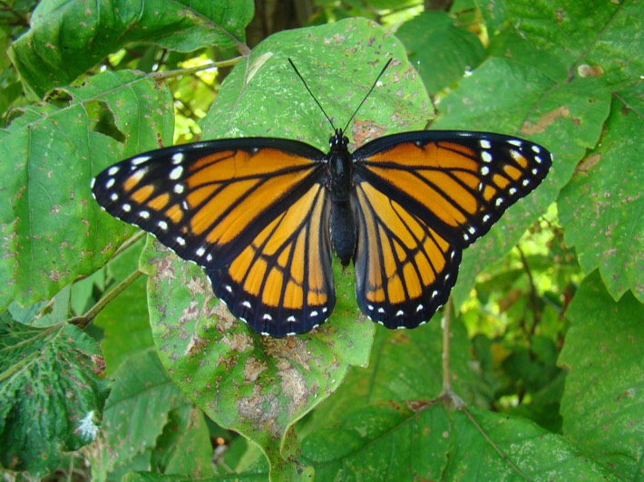 Viceroy - Limenitis archippus (11)