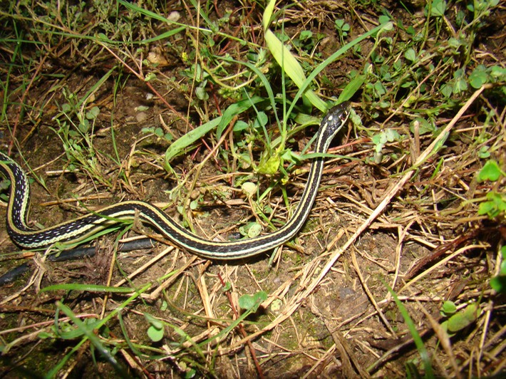 Western Ribbonsnake 1.jpg